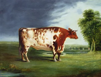 Ein Preisbulle, möglicherweise ein Durham Shorthorn, ca. 1820